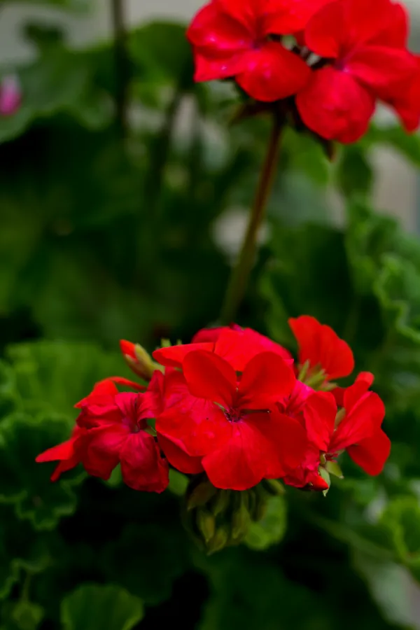 Gerani rossi in fiore
